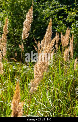 Inflorescence of wood small-reed Calamagrostis epigejos on a meadow. Stock Photo