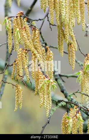 Carpinus betulus, European or common hornbeam, monoecious, male and female catkins in late winter/early spring Stock Photo