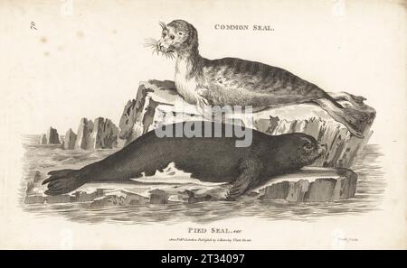 Harbour seal or common seal, Phoca vitulina, and endangered Mediterranean monk seal, Monachus monachus (as pied seal, Phoca bicolor). Copperplate engraving by James Heath from George Shaw’s General Zoology: Mammalia, G. Kearsley, Fleet Street, London, 1800. Stock Photo