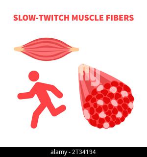 Slow twitch red muscle fiber type illustration Stock Vector