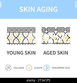 Young and aging skin cross section diagram Stock Vector Image & Art - Alamy