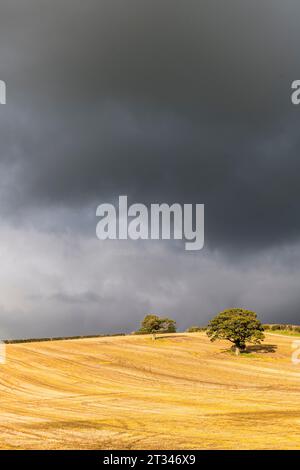 A stubble field in Herefordshire, UK, seen in bright sunshine against a dark stormy sky Stock Photo