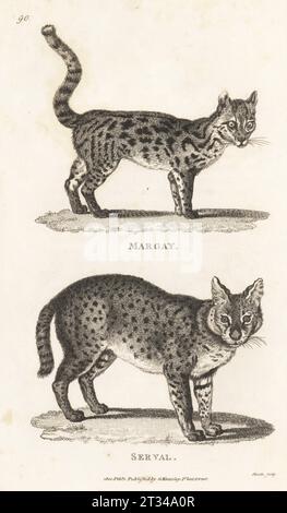 Oncilla or little spotted cat, Leopardus tigrinus, and serval, Leptailurus serval. Margay, Felis tigrina, and serval, Felis serval. Copperplate engraving by James Heath from George Shaw’s General Zoology: Mammalia, G. Kearsley, Fleet Street, London, 1800. Stock Photo