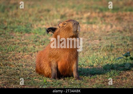 Capybara rodent with bird on its back in the Brazilian Pantanal Stock Photo