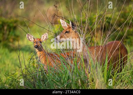 Female adult marsh deer with cub in the Brazilian Pantanal of Miranda Stock Photo