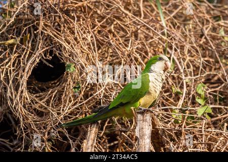 Monk Parakeet near tree nest in the Brazilian Pantanal of Miranda Stock Photo