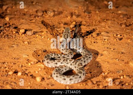 View to Mato Grosso Lance Head snake on the ground in the Pantanal Stock Photo