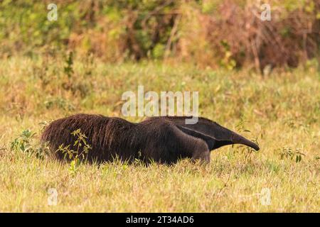 Beautiful view to giant anteater in the Brazilian Pantanal of Miranda Stock Photo