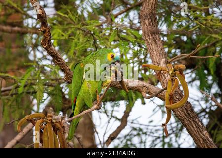 Blue-fronted Parrot eating fruit on tree in the Brazilian Pantanal Stock Photo