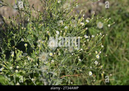 Wild White Wildflowers and Grass Stock Photo
