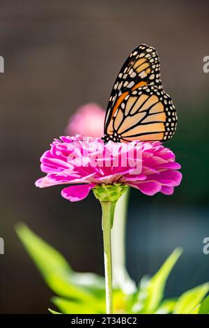 Close Up View of A Monarch on a fluffy pin Zinnia Flower Stock Photo