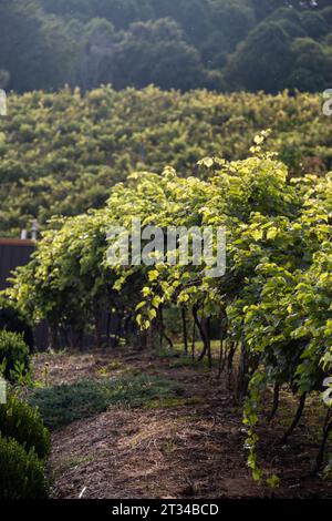 A Row of Winery Grape Vines in a Soft Glow as the Sun Goes Down Stock Photo