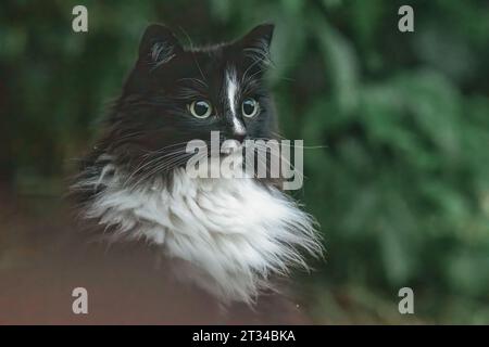 black and white cute cat looking into the distance with big eyes Stock Photo