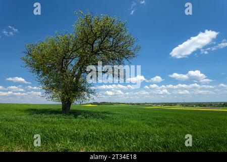 A large tree growing in a green field, view on a spring sunny day, Staw, Poland Stock Photo