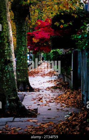 Fall Colours of Maple Tree on a street path in London, UK Stock Photo