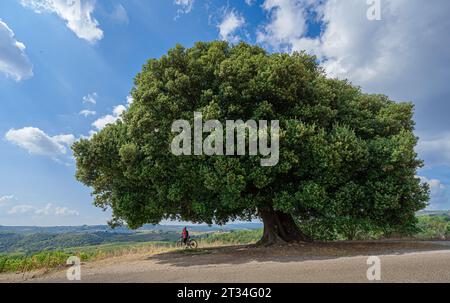 nice senior woman riding her electric mountain bike below a huge stone oak tree in the chianti Area of Tuscany, Italy Stock Photo