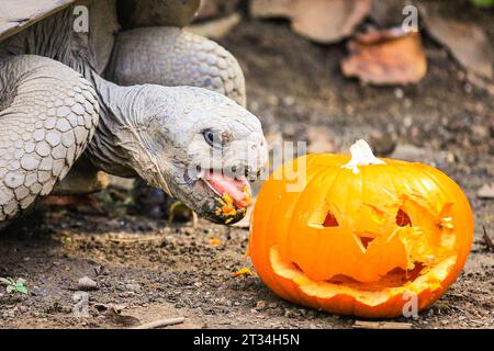 London, UK. 23rd Oct, 2023. The zoo's Galapagos tortoises (Chelonoidis niger), Polly, Dolly and Priscilla, chomp away at their healthy treats. Animals at London Zoo, a ZSL conservation zoo, embrace this spooky season and celebrate Halloween early with pumpkin treats. Credit: Imageplotter/Alamy Live News Stock Photo