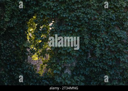 Old stone wall entwined with wild grapes Virginia creeper. Green wall background. Stock Photo