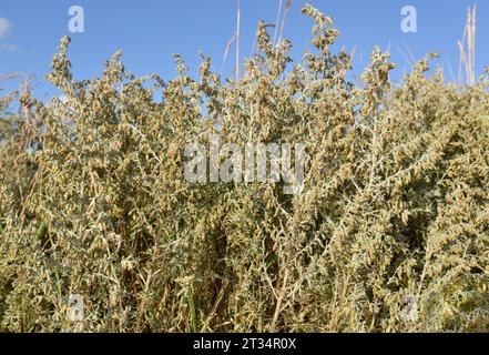 Sea Wormwood - Artemisia maritima Stock Photo