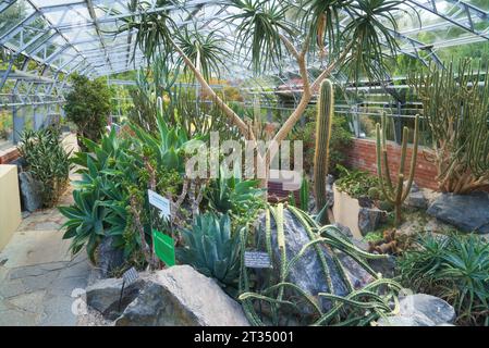 Inverness Botanic Gardens cactus house;  near the River Ness on the west bank. Close to the Ness Islands pathway.   Inverness, Highlands, Scotland, UK Stock Photo