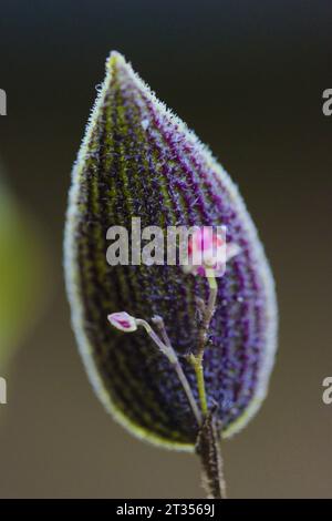 Lepanthes aculeata miniature orchid south america Stock Photo