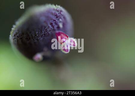 Lepanthes aculeata miniature orchid south america Stock Photo