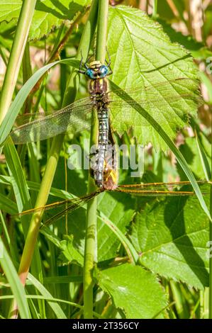Hairy Dragonfly  Brachytron pratense Stock Photo
