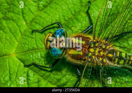 Hairy Dragonfly  Brachytron pratense Stock Photo