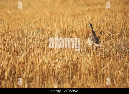 Phasianus colchicus running on stubble in summer Stock Photo