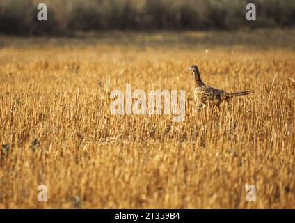 Phasianus colchicus running on stubble in summer Stock Photo