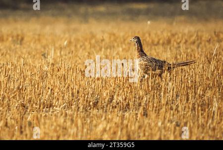 Phasianus colchicus running on stubble in summer Stock Photo