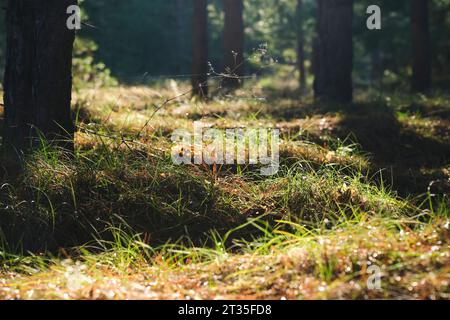 Forest landscape, long shadows from trees against background setting sun Stock Photo