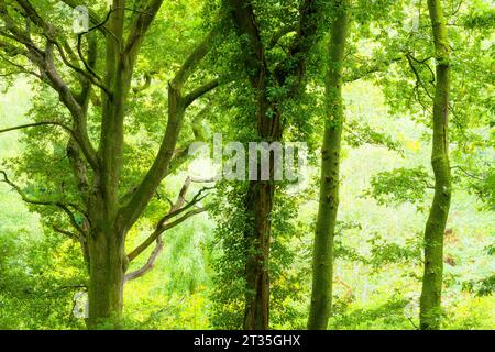 Trees in a broadleaf woodland in early autumn at Priors Wood, North Somerset, England. Stock Photo