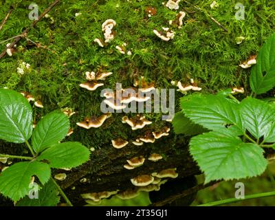 Turkey Tail (Trametes versicolor) bracket fungus growing on a rotting log in woodland at Priors Wood, North Somerset, England. Stock Photo