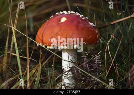 Close-Up, Frame-Filling Image of a Fly Agaric Mushroom (Amanita muscaria) taken in Natural Light, Growing on Forest Floor in Staffordshire, UK Stock Photo