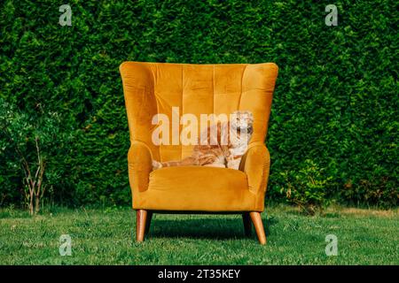 Cat sitting on yellow chair in garden Stock Photo