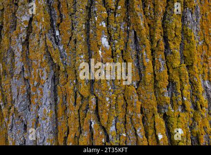 Closeup of bark on an old oak tree in autumn Stock Photo