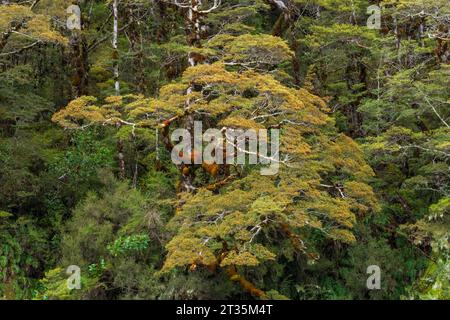 New Zealand, South Island New Zealand, Beech tree covered in lichen Stock Photo