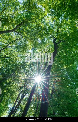 Sun shining through green canopy of beech trees (Fagus sylvatica) Stock Photo