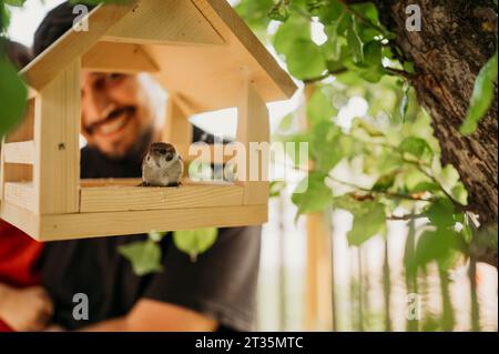 Sparrow sitting in wooden birdhouse Stock Photo