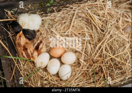 Chicks and eggs on hay in crate Stock Photo