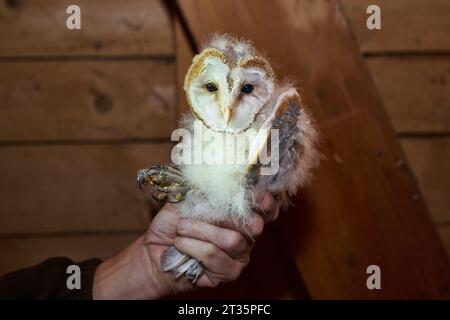 little barn owl (Tyto alba), Heinsberg, North Rhine-Westphalia, Germany Stock Photo