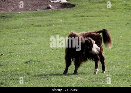 Yak grazing in the Mongolian steppe Stock Photo