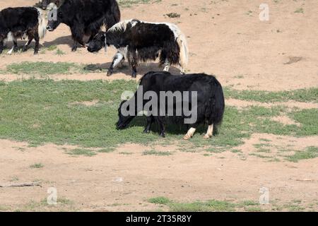 Yaks grazing in the Mongolian steppe Stock Photo