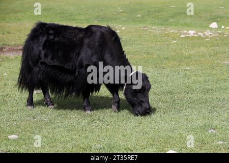 Yak grazing in the Mongolian steppe Stock Photo