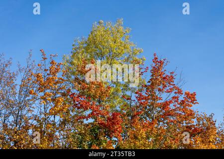autumn leaves against blue sky Stock Photo
