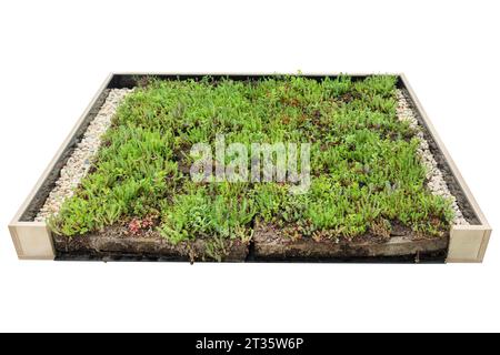 Wooden display of construction of a sedum roof isolated on a white background Stock Photo