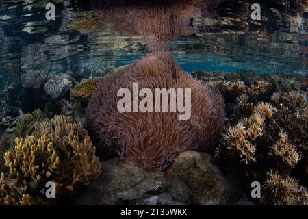 A Magnificent anemone, Heteractis magnifica, grows just under the low tide line in Raja Ampat. This area is known as the heart of the Coral Triangle. Stock Photo