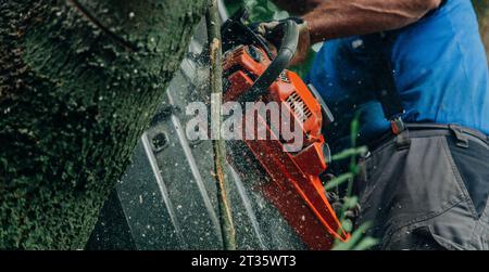Lumberjack cutting tree trunk with chainsaw in forest Stock Photo