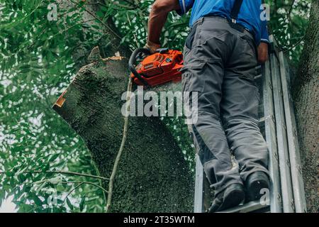 Lumberjack sawing tree trunk with chainsaw standing on metal ladder in forest Stock Photo